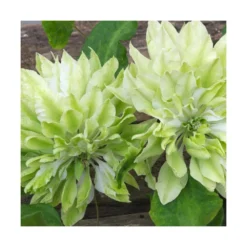 Clématite Sen No Kaze/pot De 1,5l - Tuteur Bambou 30/60 Cm -Promos Botanivea Boutique 63f4d0b066b099.53417695