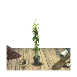 Chèvrefeuille X Tellmanniana/pot De 3l - Echelle Bambou 60/120 Cm -Promos Botanivea Boutique 63f4d0b420b294.60497454