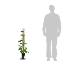 Kiwi Chinensis Solo (autofertile)/pot De 3l - 60/120 Cm -Promos Botanivea Boutique 63f4d29fa87205.32735292