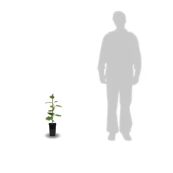 Kiwi Chinensis Tomuri (mâle)/pot De 1,5l - 20/50 Cm 5 Kiwi Chinensis Tomuri (mâle)/pot De 1,5l - 20/50 Cm -Promos Botanivea Boutique 63f4d5da05cd18.24275131