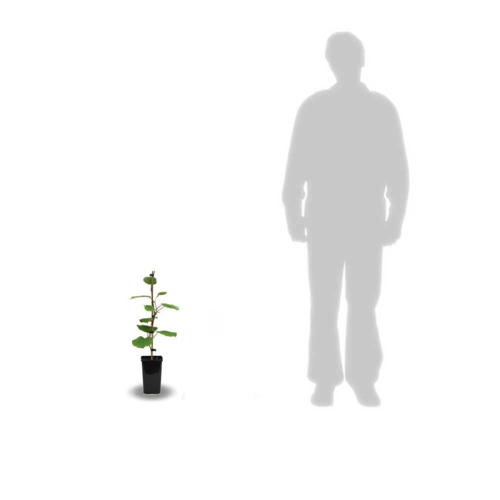 Kiwi Chinensis Tomuri (mâle)/pot De 1,5l - 20/50 Cm 3 Kiwi Chinensis Tomuri (mâle)/pot De 1,5l - 20/50 Cm – Image 3