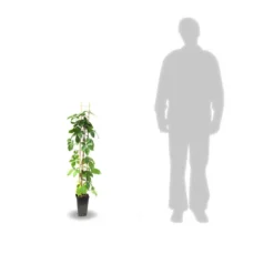 Vigne Vierge Quinquefolia Red Wall® 'troki'/pot De 3l - Echelle Bambou 60/120 Cm -Promos Botanivea Boutique 63f4d6611db854.28484356