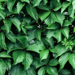 Promos Botanivea Boutique -Promos Botanivea Boutique 63f4d66129af96.11718792