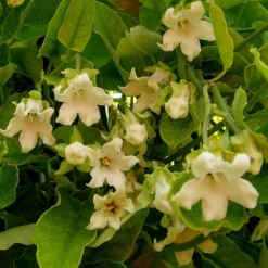 Arauja Sericofera Alba/pot De 1,5l - 20/50 Cm