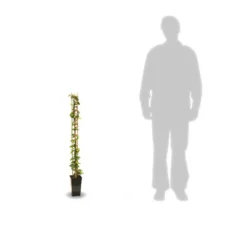 Jasmin étoilé Jasminoïdes Star Of Toscane® 'selbra'/godet - 5/20 Cm -Promos Botanivea Boutique 63f4d7c8aca0c2.21677996