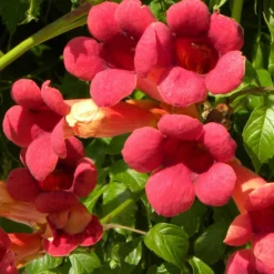 Bignone X Tagliabuana Grenadine 'rutcam'/pot De 1,5l - Tuteur Bambou 30/60 Cm -Promos Botanivea Boutique 63f4d7d0a45c82.39022646