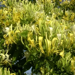 Chèvrefeuille Similis Var. Delavayi/pot De 10l - 400/500 Cm Sur Ficelle