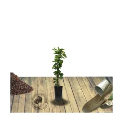 Chèvrefeuille Similis Var. Delavayi/pot De 10l - 400/500 Cm Sur Ficelle -Promos Botanivea Boutique 63f4d7dab60624.65218314