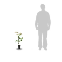 Glycine De Chine Sinensis/pot De 2l - 60 Cm 5 Glycine De Chine Sinensis/pot De 2l - 60 Cm -Promos Botanivea Boutique 63f4d7e58ff340.86883666