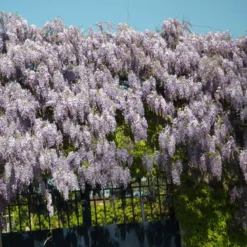 Glycine De Chine Sinensis/pot De 2l - 60 Cm