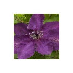 Clématite Amethyst Beauty™ 'evipo043'/pot De 1,5l - Tuteur Bambou 30/60 Cm 9 Clématite Amethyst Beauty™ 'evipo043'/pot De 1,5l - Tuteur Bambou 30/60 Cm -Promos Botanivea Boutique 63f4d7e6f3d699.74381995