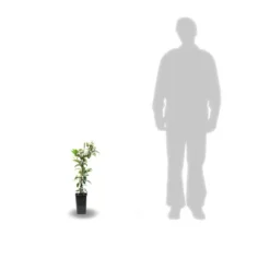 Clématite Mrs N. Thompson/pot De 3l - Echelle Bambou 60/120 Cm -Promos Botanivea Boutique 63f4d7f214da20.99501274