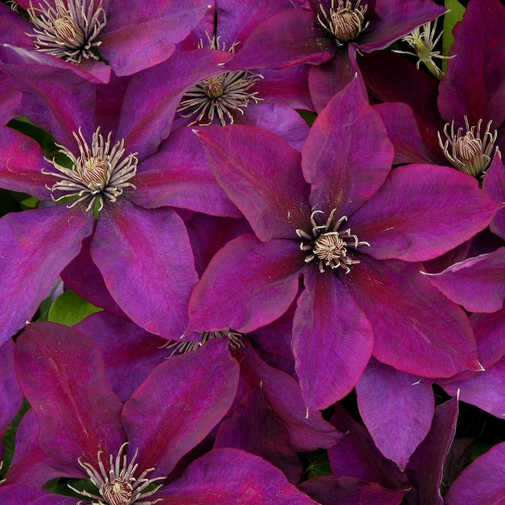 Clématite Picardy™ 'evipo024'/pot De 1,5l - Tuteur Bambou 30/60 Cm 1 Clématite Picardy™ 'evipo024'/pot De 1,5l - Tuteur Bambou 30/60 Cm