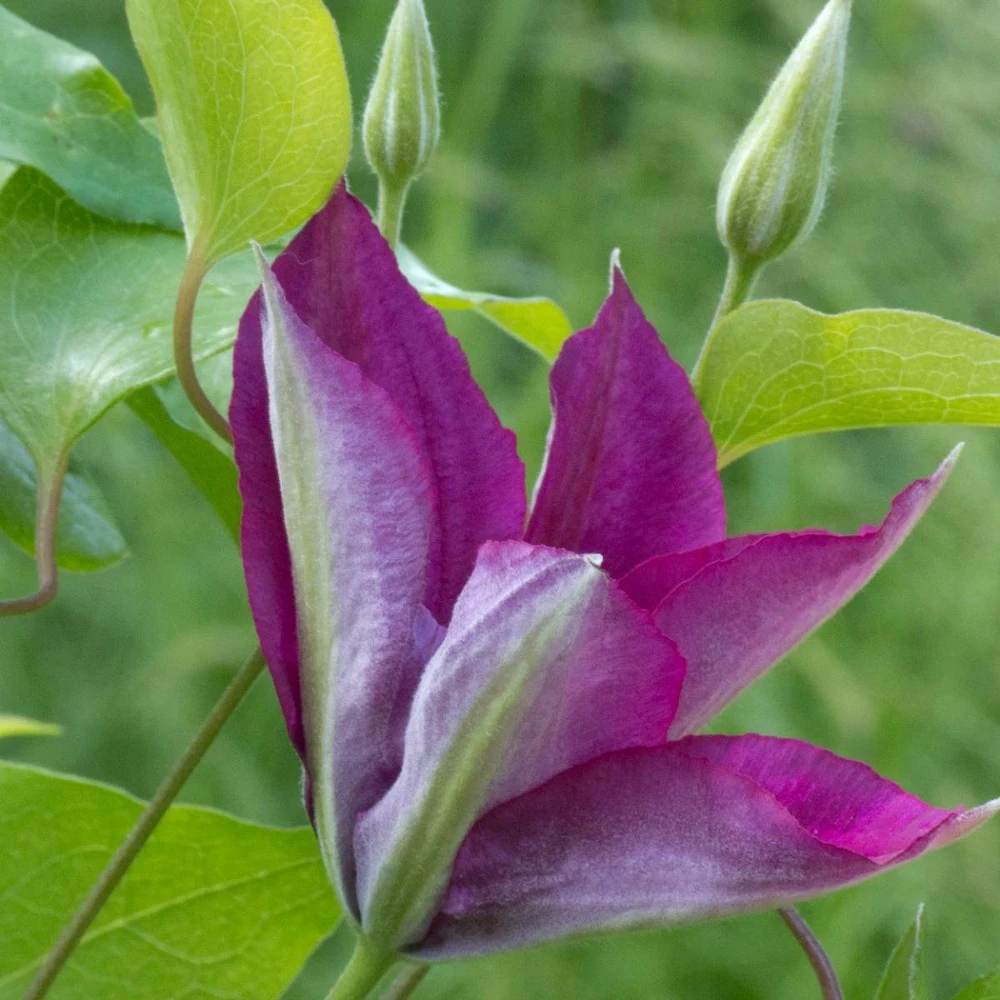 Clématite Picardy™ 'evipo024'/pot De 1,5l - Tuteur Bambou 30/60 Cm 3 Clématite Picardy™ 'evipo024'/pot De 1,5l - Tuteur Bambou 30/60 Cm – Image 3