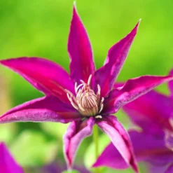 Clématite Picardy™ 'evipo024'/pot De 1,5l - Tuteur Bambou 30/60 Cm 11 Clématite Picardy™ 'evipo024'/pot De 1,5l - Tuteur Bambou 30/60 Cm -Promos Botanivea Boutique 63f4d7f92e8e69.76055906