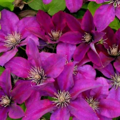 Clématite Picardy™ 'evipo024'/pot De 1,5l - Tuteur Bambou 30/60 Cm 12 Clématite Picardy™ 'evipo024'/pot De 1,5l - Tuteur Bambou 30/60 Cm -Promos Botanivea Boutique 63f4d7f9319c40.46305442