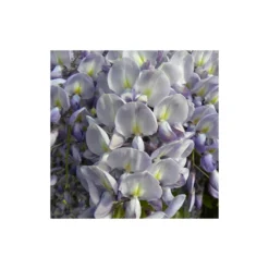 Glycine De Chine Sinensis/pot De 10l - 400/500 Cm Sur Ficelle -Promos Botanivea Boutique 63f4d7ff3694a1.83214454