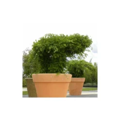 Glycine De Chine Sinensis/pot De 10l - 400/500 Cm Sur Ficelle -Promos Botanivea Boutique 63f4d7ff44d7a8.85644772
