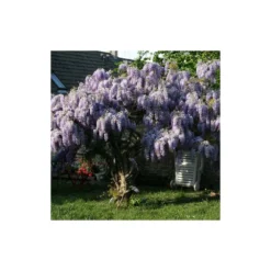 Glycine De Chine Sinensis/pot De 10l - 400/500 Cm Sur Ficelle -Promos Botanivea Boutique 63f4d7ff6ae844.08031931