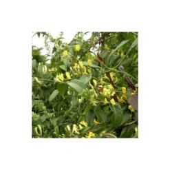 Chèvrefeuille Henryi Copper Beauty®/godet - 5/20 Cm -Promos Botanivea Boutique 63f4d83d000c12.20617881