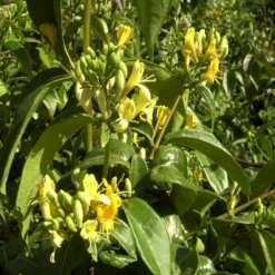 Chèvrefeuille Henryi Copper Beauty®/godet - 5/20 Cm