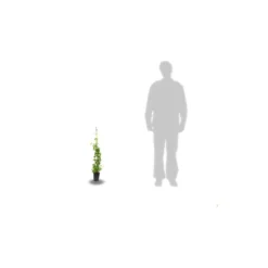 Chèvrefeuille Henryi/pot De 3l - Echelle Bambou 60/120 Cm -Promos Botanivea Boutique 63f4ebfe87d355.47176524