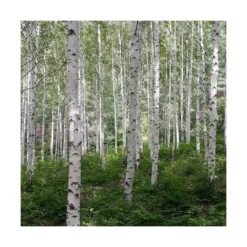 Bouleau Utilis Doorenbos/pot De 10l - 175/200 Cm 5 Bouleau Utilis Doorenbos/pot De 10l - 175/200 Cm -Promos Botanivea Boutique 63fdf44b2f8ad8.14824164