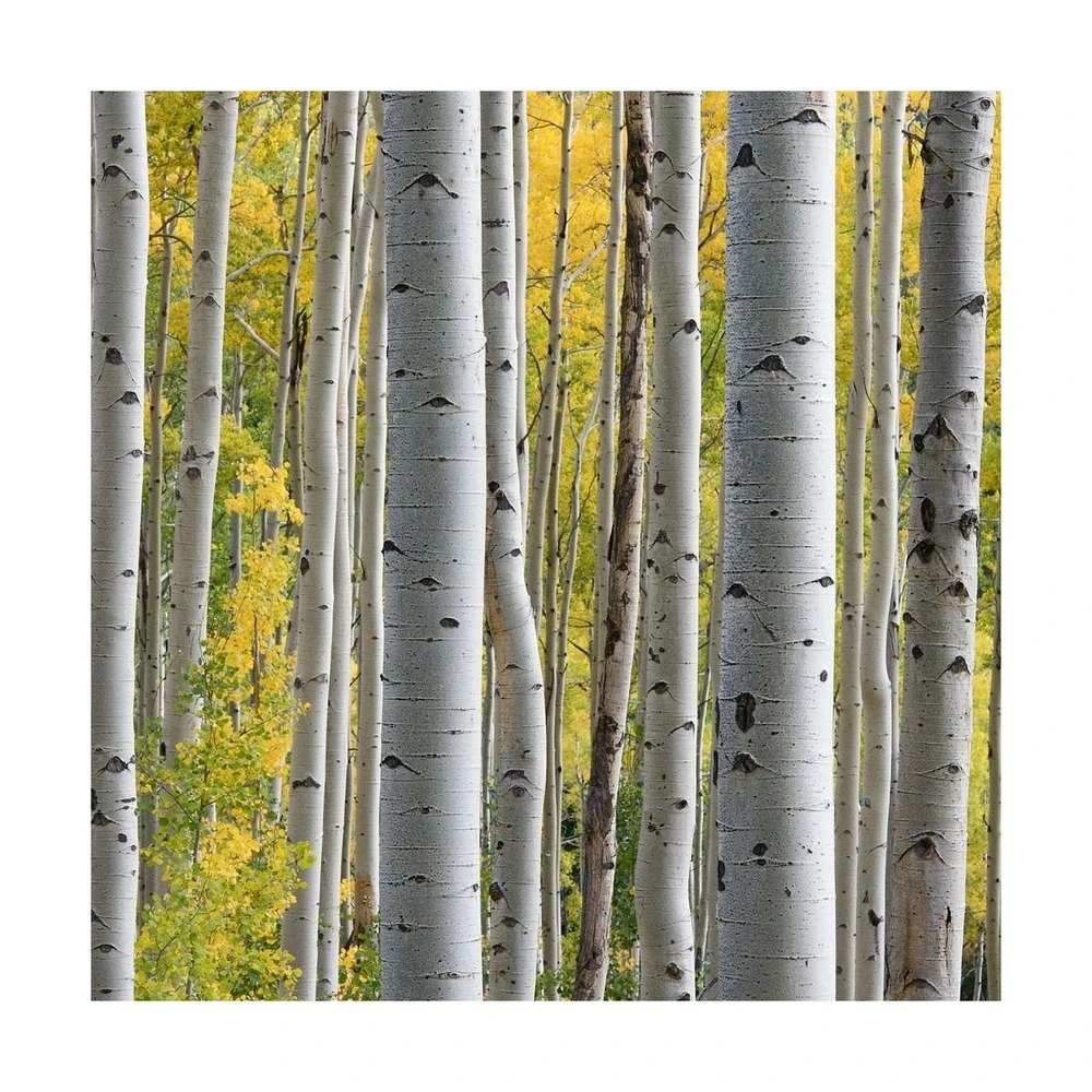 Bouleau Utilis Doorenbos/pot De 10l - 175/200 Cm 1 Bouleau Utilis Doorenbos/pot De 10l - 175/200 Cm