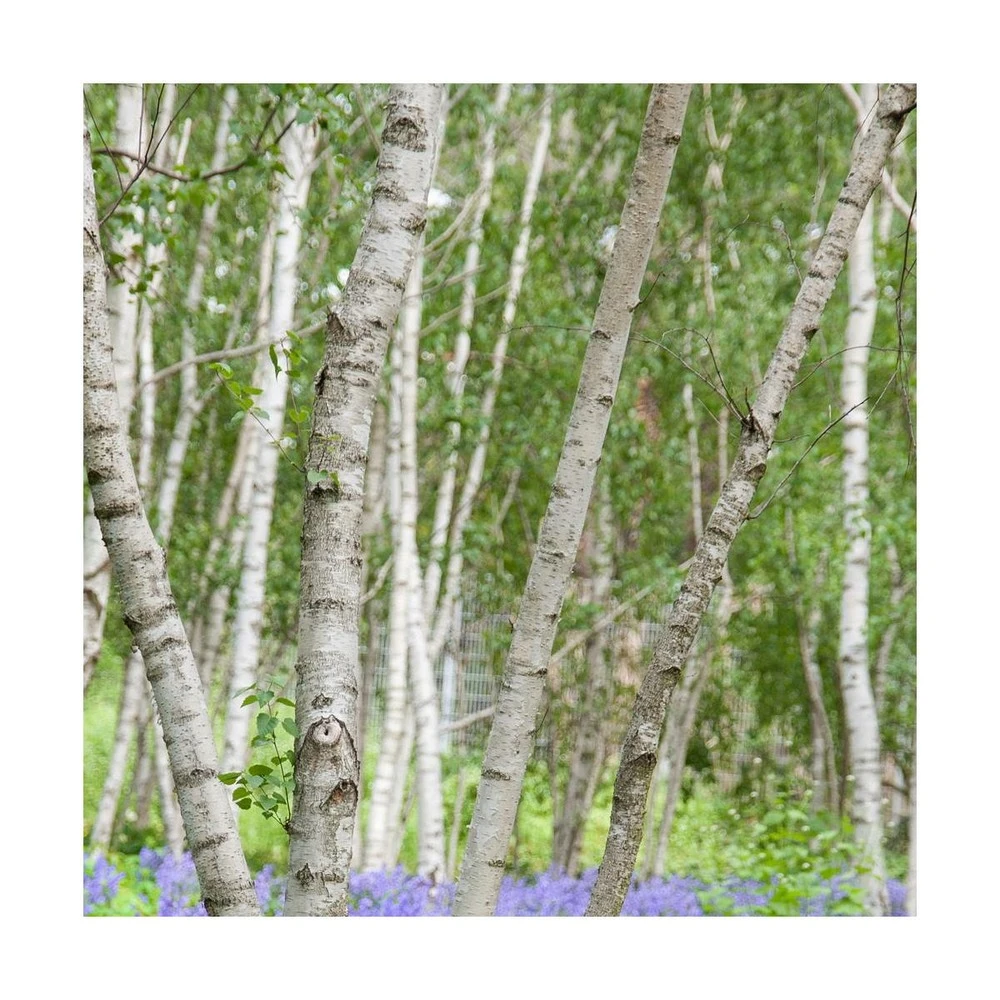 Bouleau Utilis Doorenbos/pot De 10l - 175/200 Cm 2 Bouleau Utilis Doorenbos/pot De 10l - 175/200 Cm – Image 2