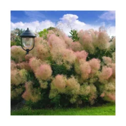 Arbre à Perruque Coggygria Young Lady/pot De 4l - 60/120 Cm -Promos Botanivea Boutique 63fdf44cdb46d9.81468895