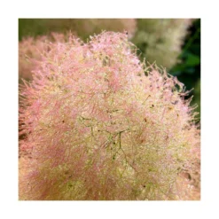 Arbre à Perruque Coggygria Young Lady/pot De 4l - 60/120 Cm -Promos Botanivea Boutique 63fdf44cdfcca8.08856198