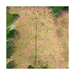 Arbre à Perruque Coggygria Young Lady/pot De 4l - 60/120 Cm -Promos Botanivea Boutique 63fdf44ce79c90.42812212