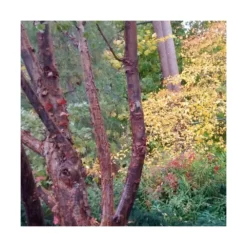 Érable à écorce De Papier/pot De 10l - 80/120 Cm -Promos Botanivea Boutique 63fdf450748b14.20055065