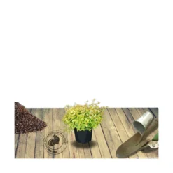 Abélie à Grandes Fleurs Kaleidoscope®/pot De 4l - 40/60 Cm -Promos Botanivea Boutique 63fdf45371a337.71584706