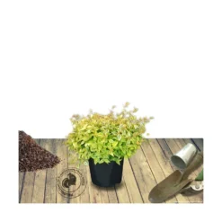 Abélie à Grandes Fleurs Kaleidoscope®/pot De 4l - 40/60 Cm -Promos Botanivea Boutique 63fdf45374d855.11333165