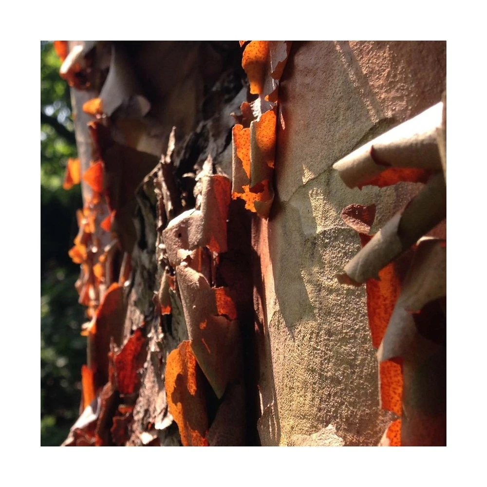 Érable à écorce De Papier/pot De 18 L - 125/150 3 Érable à écorce De Papier/pot De 18 L - 125/150 – Image 3