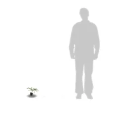 Ceanothe Thyrsiflorus Var. Repens/pot De 4l - 40/60 Cm 12 Ceanothe Thyrsiflorus Var. Repens/pot De 4l - 40/60 Cm -Promos Botanivea Boutique 63fdf47b338299.39215470