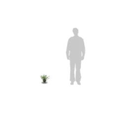 Ceanothe Thyrsiflorus Var. Repens/pot De 4l - 40/60 Cm 13 Ceanothe Thyrsiflorus Var. Repens/pot De 4l - 40/60 Cm -Promos Botanivea Boutique 63fdf47b36ca40.50074896