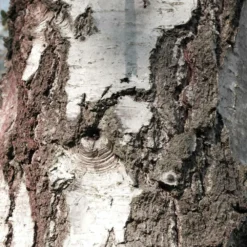 Bouleau Utilis/pot De 10l - 175/200 Cm -Promos Botanivea Boutique 63fdf48416b7f7.95793162