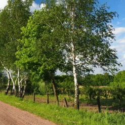 Bouleau Utilis/pot De 10l - 175/200 Cm -Promos Botanivea Boutique 63fdf4841d7761.55433812