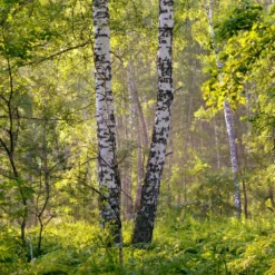 Bouleau Utilis/pot De 10l - 175/200 Cm -Promos Botanivea Boutique 63fdf484219600.31420579