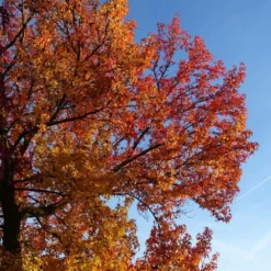 Copalme D'amérique Styraciflua Worplesdon/pot De 10l - 125/150 Cm -Promos Botanivea Boutique 64009864559ce2.55659192