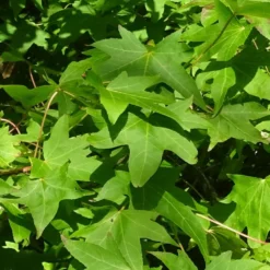 Copalme D'amérique Styraciflua Worplesdon/pot De 10l - 125/150 Cm -Promos Botanivea Boutique 6400986459fd07.20346548