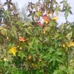 Copalme D'amérique Styraciflua Worplesdon/pot De 10l - 125/150 Cm -Promos Botanivea Boutique 6400986460a260.71861709