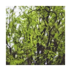 Saule De Pékin Tortueux Tortuosa/pot De 5l - 80/100 Cm