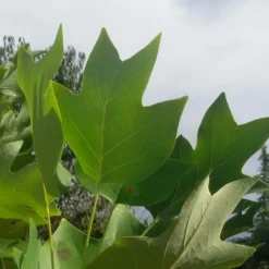 Tulipier De Virginie Tulipifera/pot De 12l - 150/175 Cm -Promos Botanivea Boutique 64009876a885e8.26750071