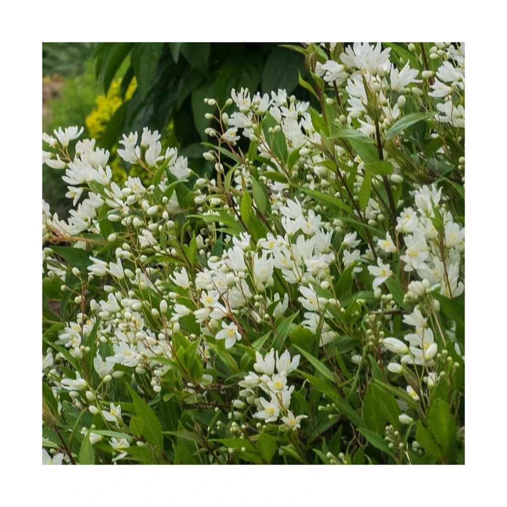 Deutzie X Hybrida Yuki Snowflake® 'ncdx1'/pot De 3l - 20/40 Cm 2 Deutzie X Hybrida Yuki Snowflake® 'ncdx1'/pot De 3l - 20/40 Cm – Image 2