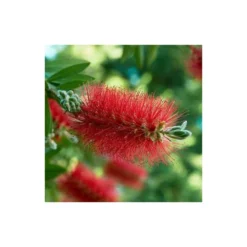 Callistemon Laevis Rouge - Taille Pot De 6 Litres - 100/120 Cm -Promos Botanivea Boutique 64038b6058d178.65308417