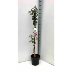 Acca Sellowiana (feijoa Ou Goyave Ananas) Rouge - Taille Pot De 9 Litres - 80/100 Cm
