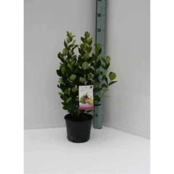 Acca Sellowiana (feijoa Ou Goyave Ananas) Rouge - Taille Pot De 9 Litres - 80/100 Cm -Promos Botanivea Boutique 64038b6a3b0d12.82589094